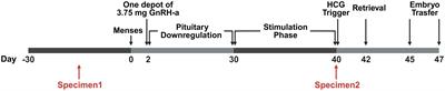 Assessing vaginal microbiome through Vaginal Microecology Evaluation System as a predictor for in vitro fertilization outcomes: a retrospective study